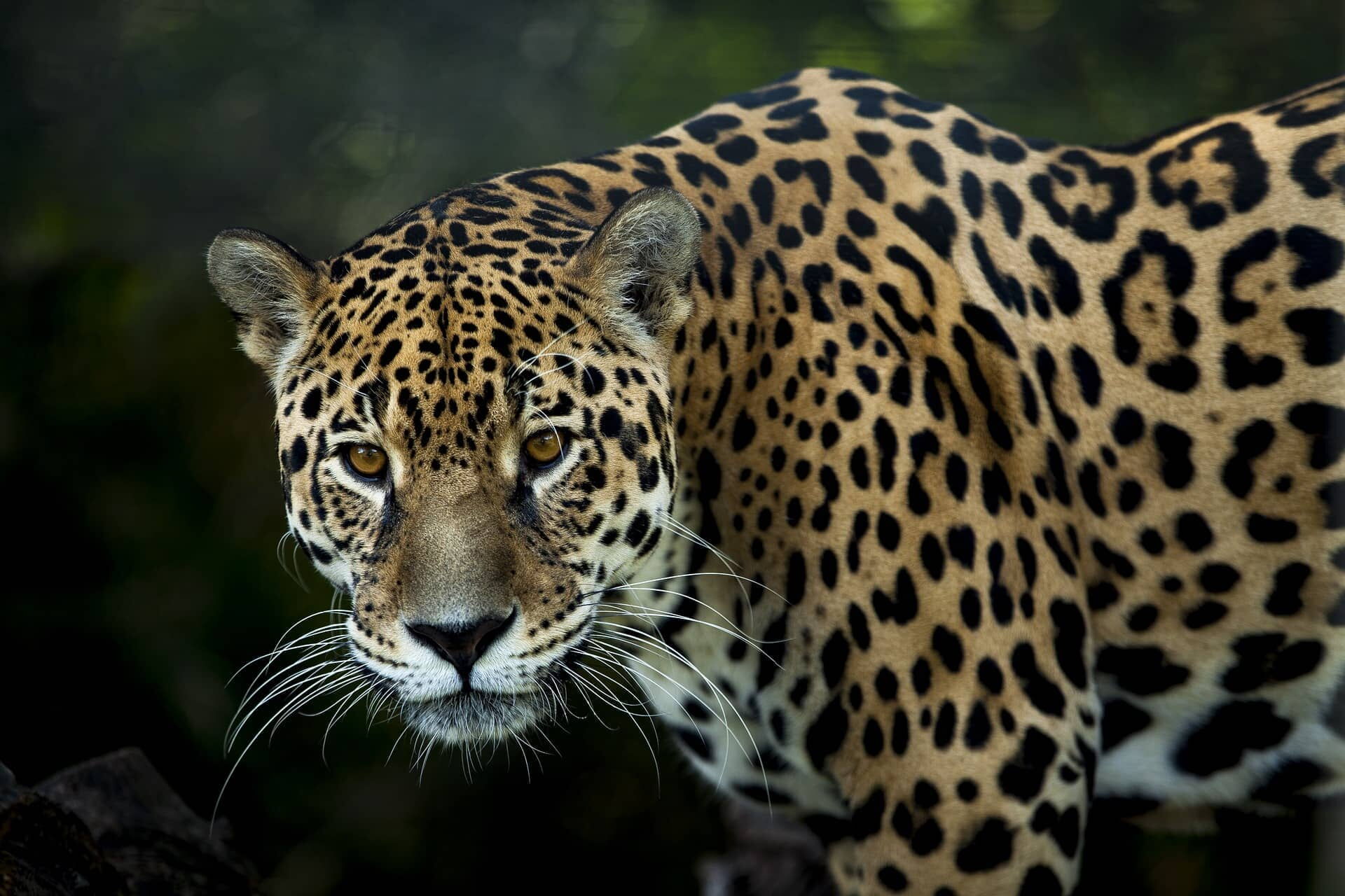 Nahaufnahme eines Jaguars